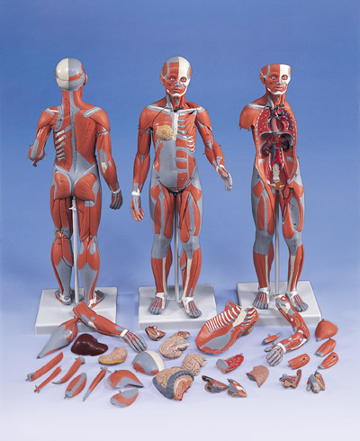Complete Dual Sex Muscular Figure, with internal organs, 33 part